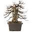 Acer buergerianum, 21,5 cm, ± 20 years old