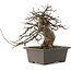 Acer buergerianum, 21,5 cm, ± 20 Jahre alt