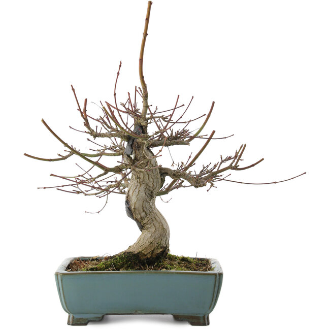 Acer palmatum, 26 cm, ± 20 anni