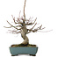 Acer palmatum, 26 cm, ± 20 ans