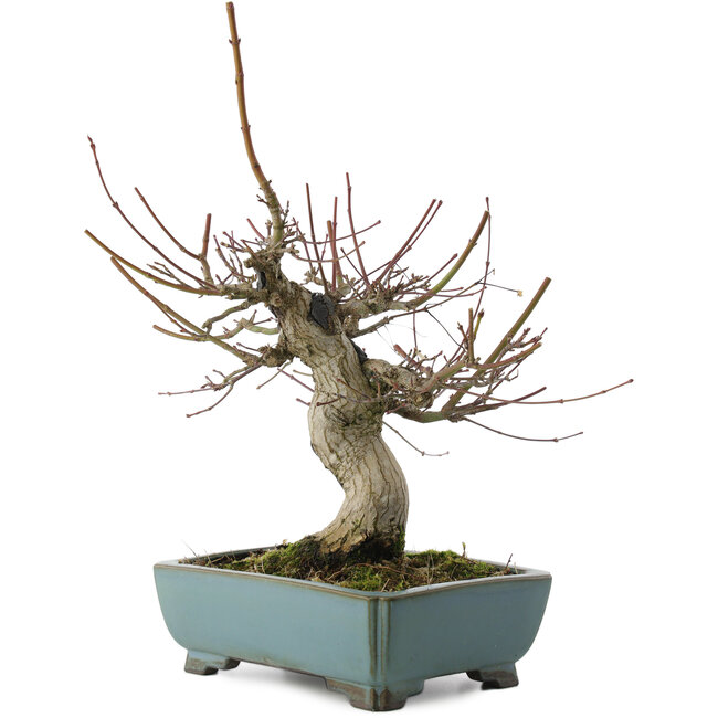 Acer palmatum, 26 cm, ± 20 ans