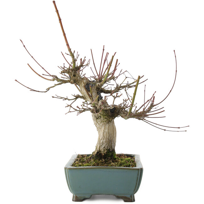 Acer palmatum, 26 cm, ± 20 anni