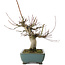 Acer palmatum, 26 cm, ± 20 anni