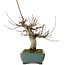 Acer palmatum, 26 cm, ± 20 Jahre alt