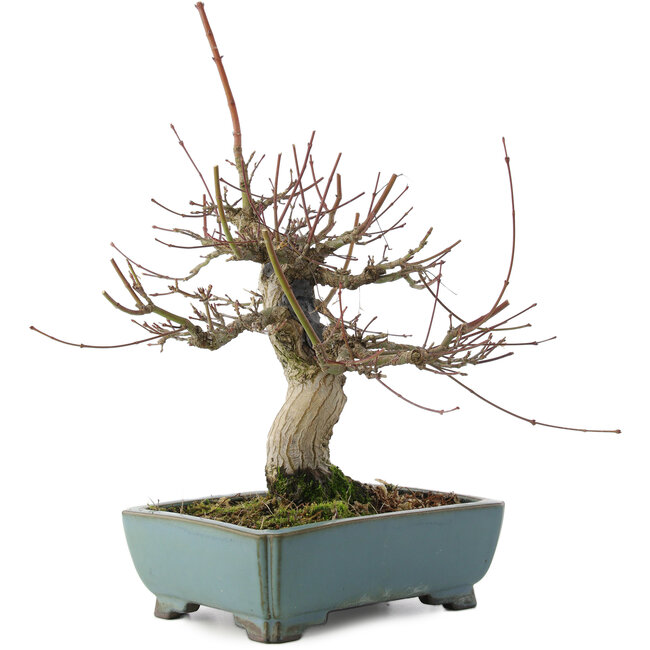 Acer palmatum, 26 cm, ± 20 jaar oud