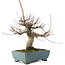 Acer palmatum, 26 cm, ± 20 years old