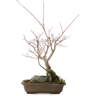 Acer palmatum, 28,5 cm, ± 10 años