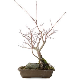 Acer palmatum, 28,5 cm, ± 10 Jahre alt