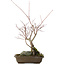 Acer palmatum, 28,5 cm, ± 10 jaar oud