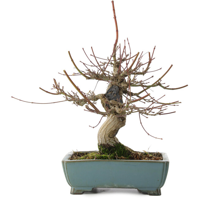 Acer palmatum, 26 cm, ± 20 anni