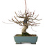 Acer palmatum, 26 cm, ± 20 years old