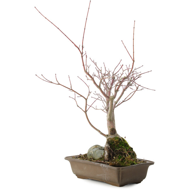 Acer palmatum, 28,5 cm, ± 10 ans