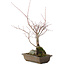 Acer palmatum, 28,5 cm, ± 10 anni