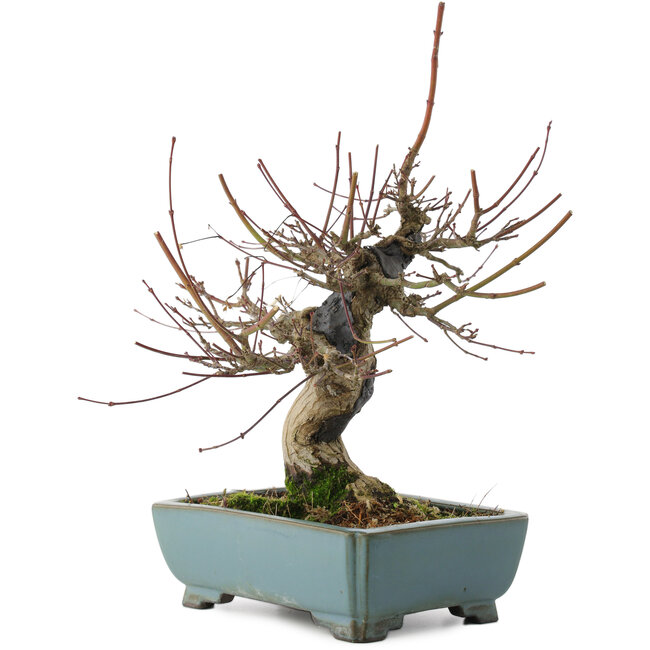 Acer palmatum, 26 cm, ± 20 jaar oud