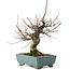 Acer palmatum, 26 cm, ± 20 jaar oud