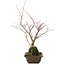 Acer palmatum, 28,5 cm, ± 10 anni