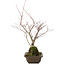 Acer palmatum, 28,5 cm, ± 10 years old