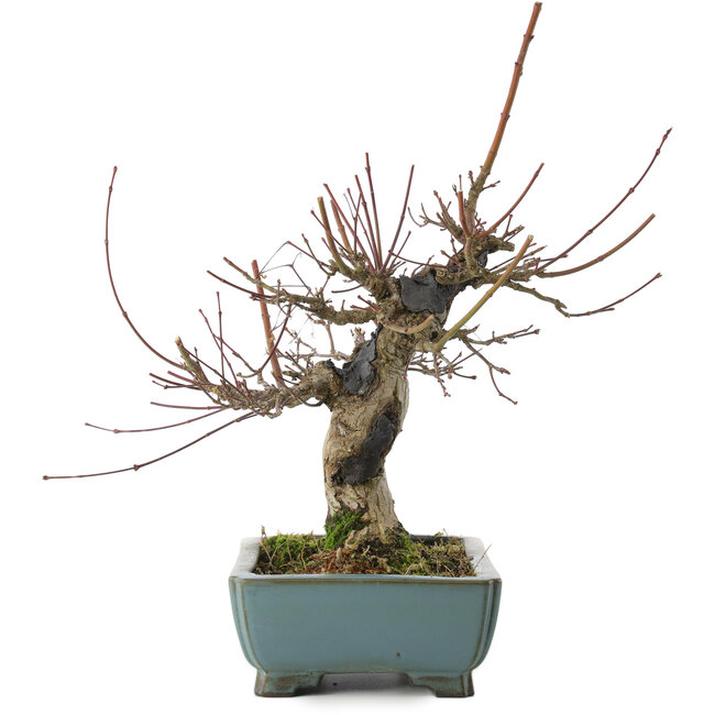 Acer palmatum, 26 cm, ± 20 anni