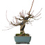 Acer palmatum, 26 cm, ± 20 ans