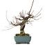 Acer palmatum, 26 cm, ± 20 jaar oud