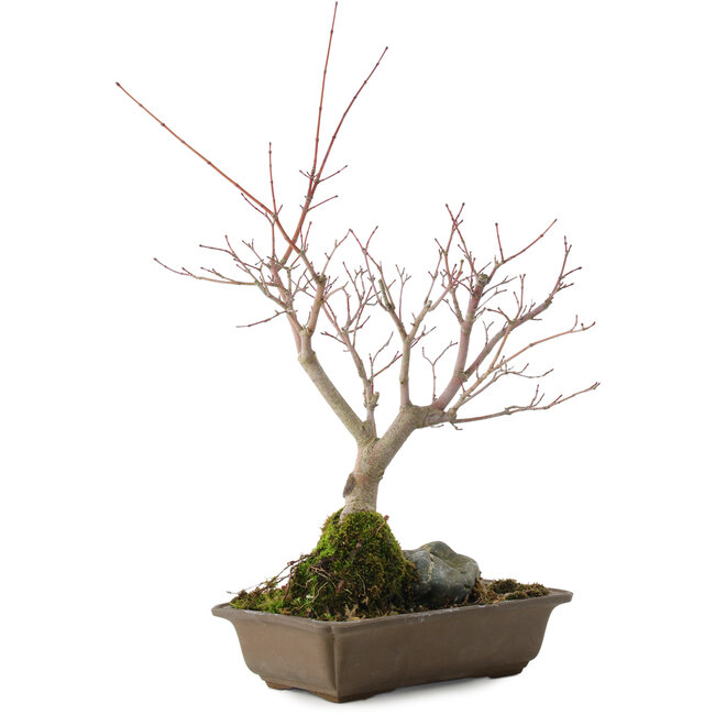 Acer palmatum, 28,5 cm, ± 10 años