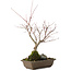 Acer palmatum, 28,5 cm, ± 10 ans