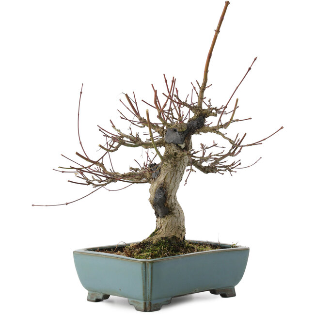 Acer palmatum, 26 cm, ± 20 anni