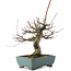 Acer palmatum, 26 cm, ± 20 years old