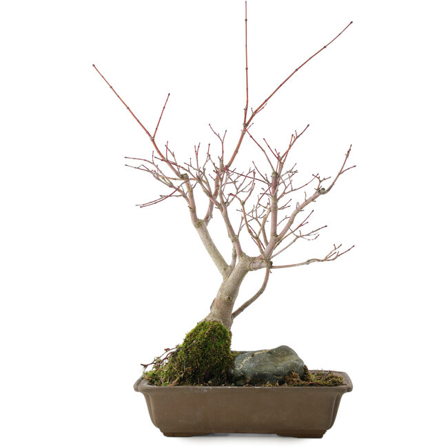 Acer palmatum, 28,5 cm, ± 10 ans