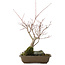 Acer palmatum, 28,5 cm, ± 10 anni