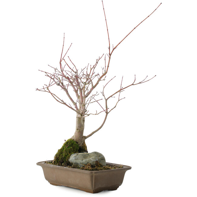 Acer palmatum, 28,5 cm, ± 10 years old