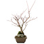 Acer palmatum, 28,5 cm, ± 10 ans