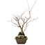 Acer palmatum, 28,5 cm, ± 10 jaar oud
