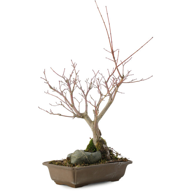 Acer palmatum, 28,5 cm, ± 10 años