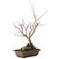 Acer palmatum, 28,5 cm, ± 10 anni