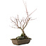 Acer palmatum, 28,5 cm, ± 10 años