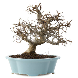 Carpinus coreana, 25 cm, ± 20 jaar oud