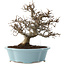 Carpinus coreana, 25 cm, ± 20 Jahre alt