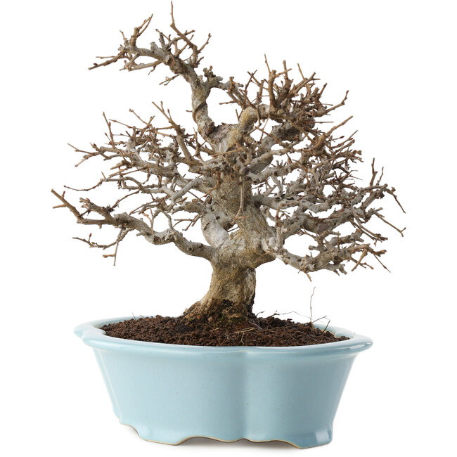 Carpinus coreana, 25 cm, ± 20 anni