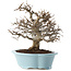 Carpinus coreana, 25 cm, ± 20 Jahre alt