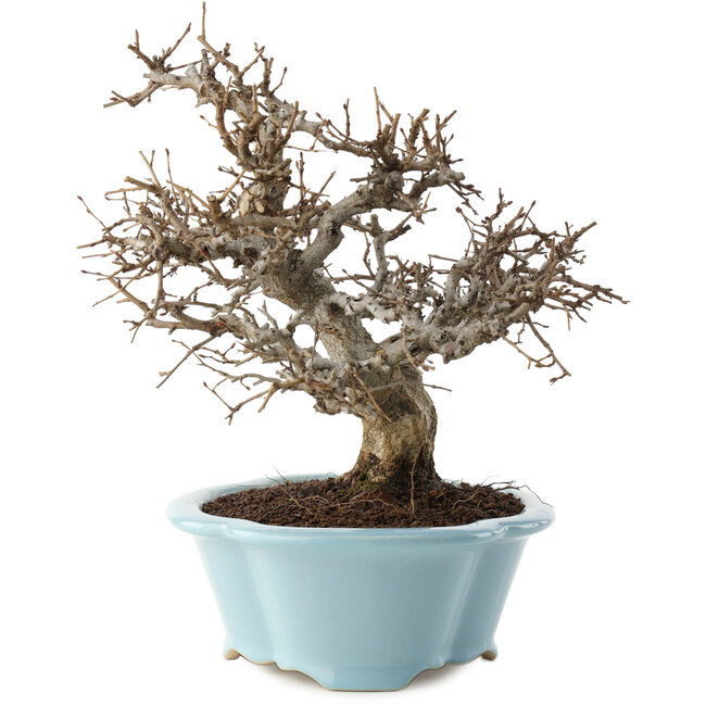 Carpinus coreana, 25 cm, ± 20 ans