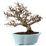 Carpinus coreana, 25 cm, ± 20 Jahre alt