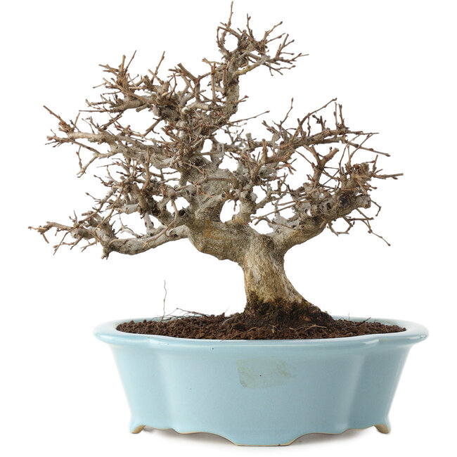 Carpinus coreana, 25 cm, ± 20 years old