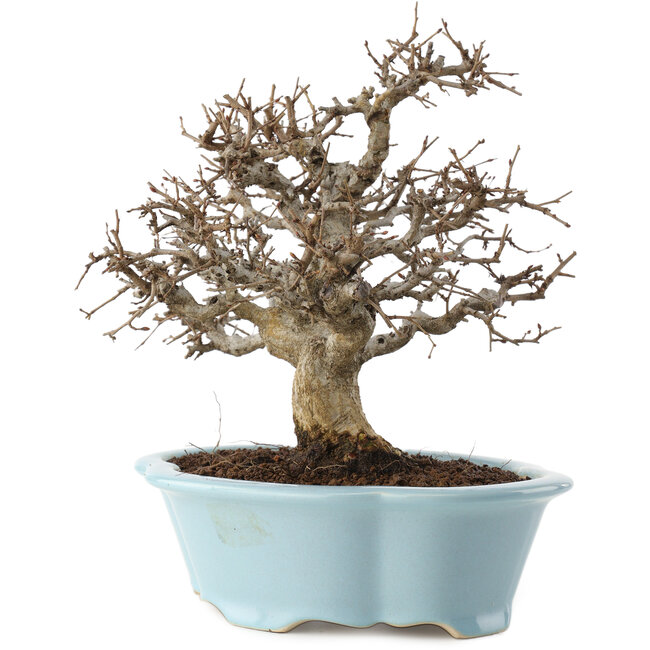 Carpinus coreana, 25 cm, ± 20 years old
