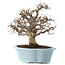 Carpinus coreana, 25 cm, ± 20 Jahre alt