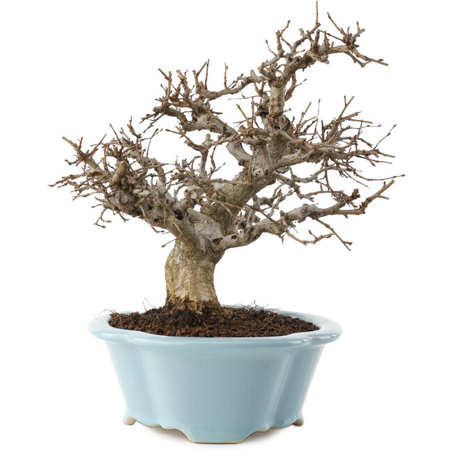 Carpinus coreana, 25 cm, ± 20 ans