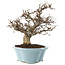 Carpinus coreana, 25 cm, ± 20 Jahre alt