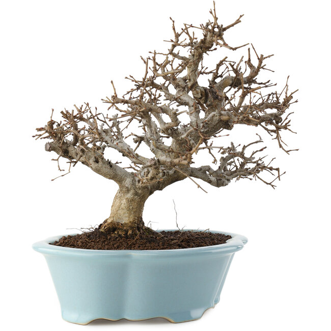 Carpinus coreana, 25 cm, ± 20 years old