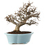 Carpinus coreana, 25 cm, ± 20 Jahre alt