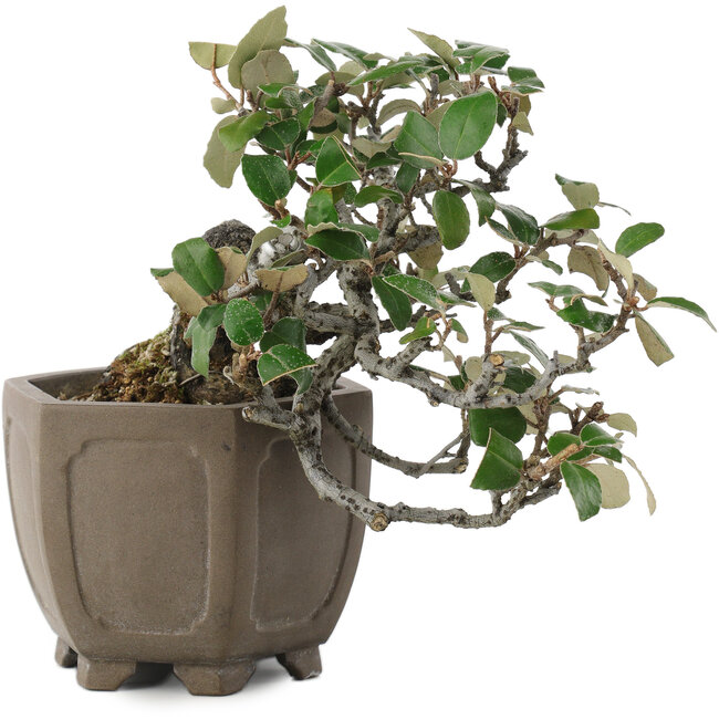 Elaeagnus, 14,5 cm, ± 20 years old